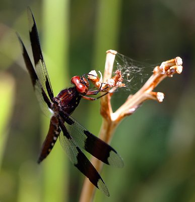 Dragon Fly