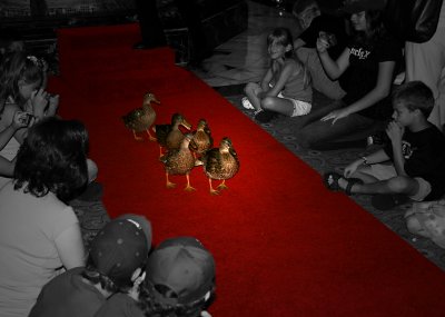 Peabody Ducks