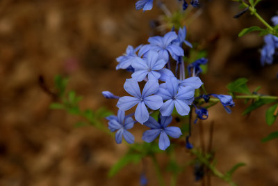 Plumbago