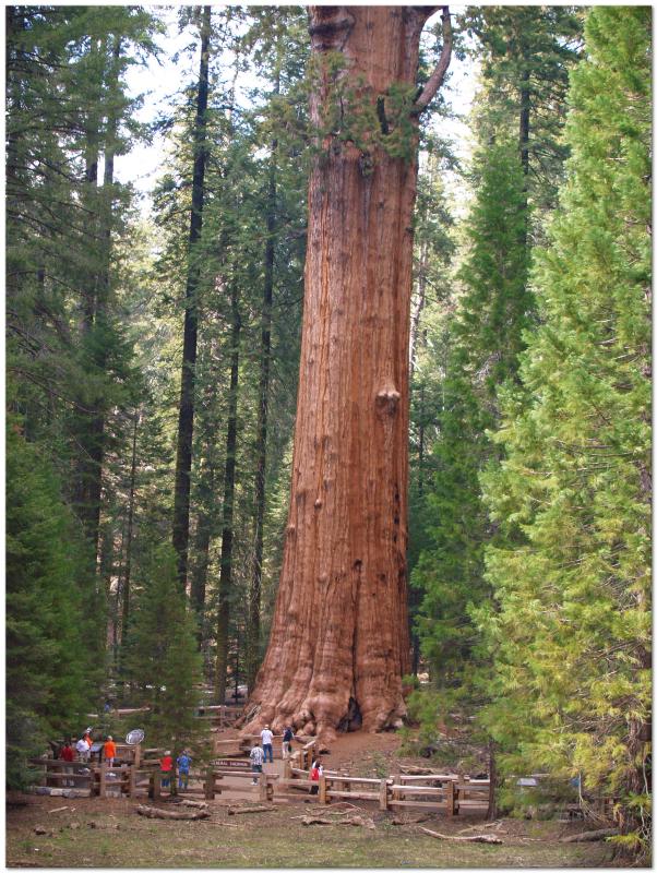 Sequoia May 2006