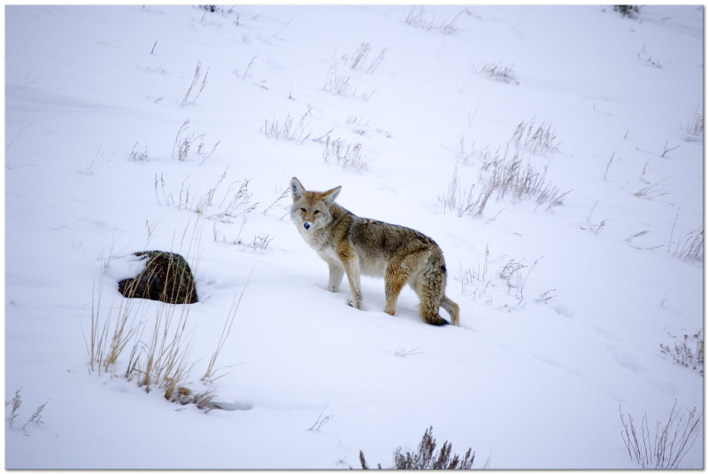 Coyote In Winter Coat