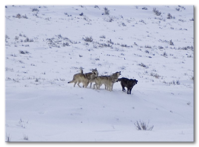 Group Howl