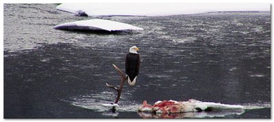 Bald Eagle