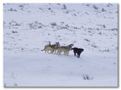 Group Howl