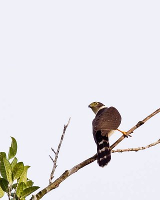 Collared Forest-falcon