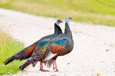 Argument between two male Ocellated Turkeys.