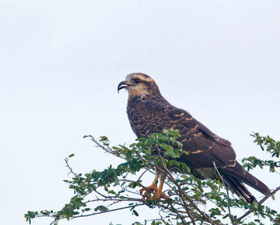 Snail Kite