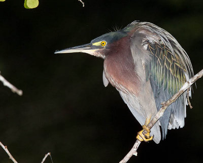 Green Heron