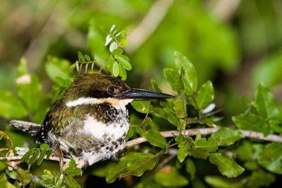 Green Kingfisher female