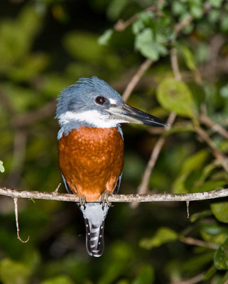 Ringed Kingfisher