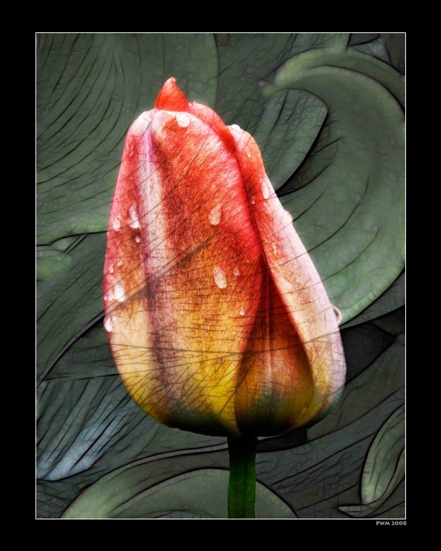 Tulip and Leaves (Washington Park, Albany, New York)