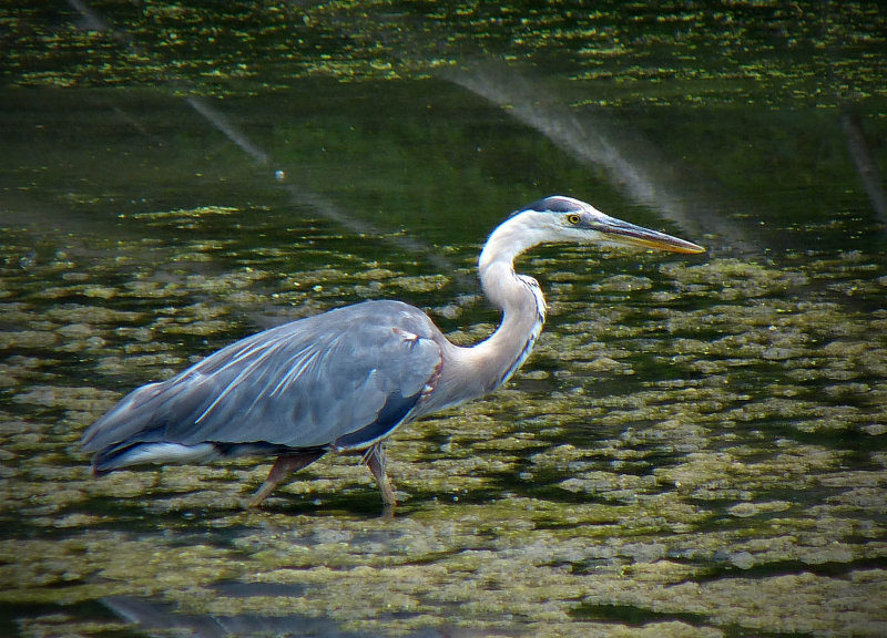 Heron on Pond