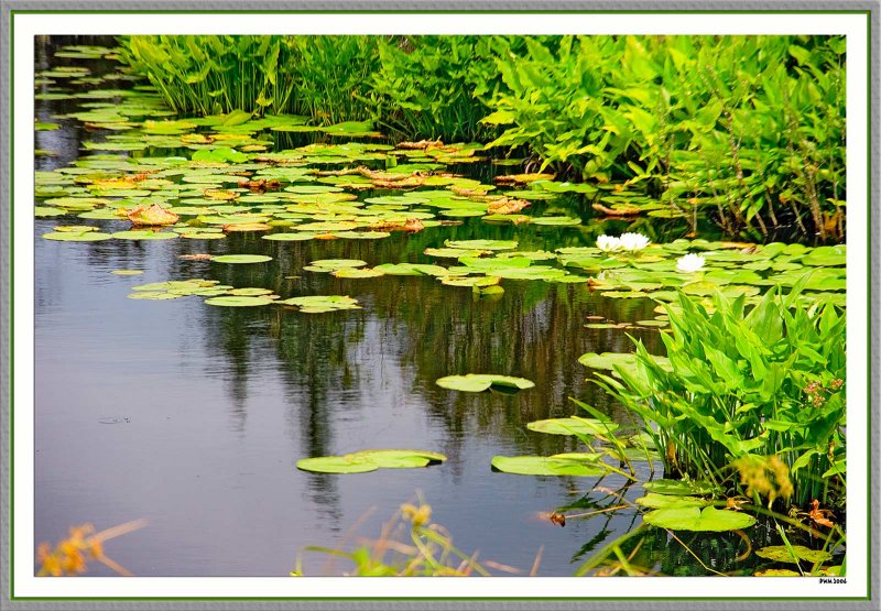 Lily Pond