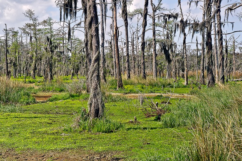 The Bayou Wetlands