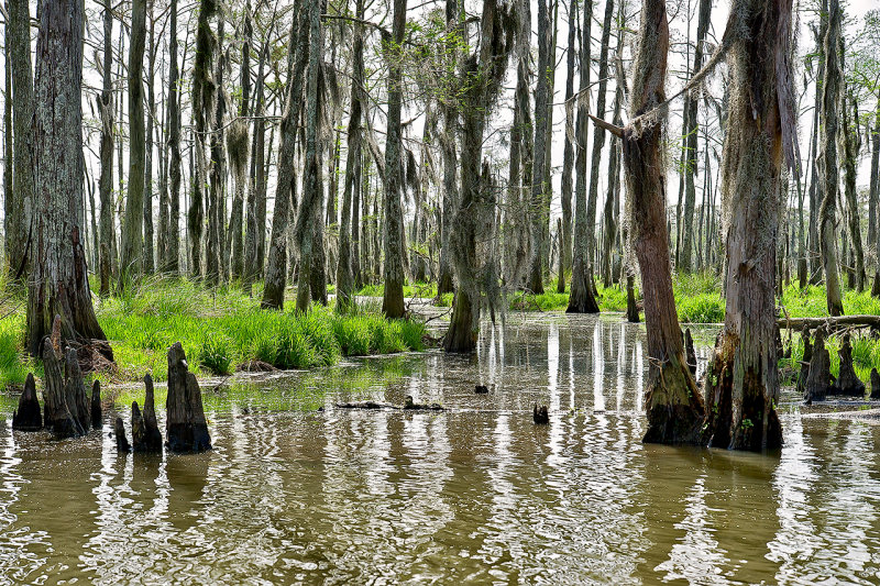 The Bayou LaBranche