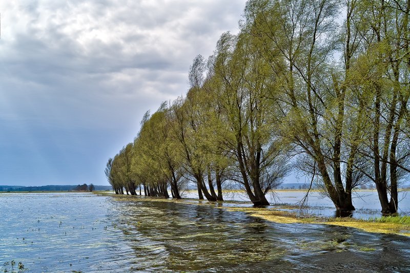 The Backwater of Biebrza River