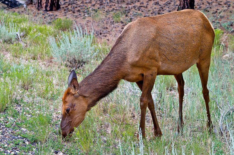 The Elk (Wapiti)