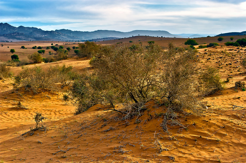 Golden Desert