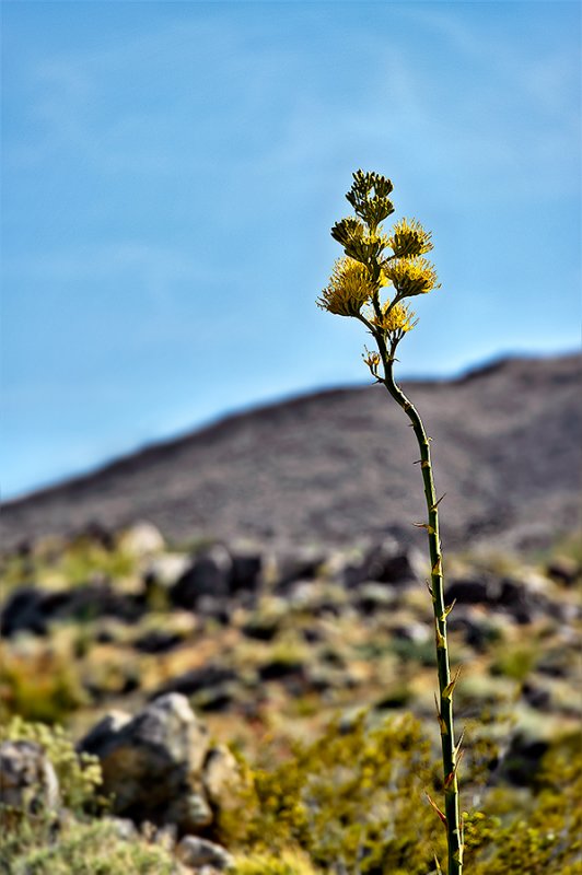 Agave americana in bloom