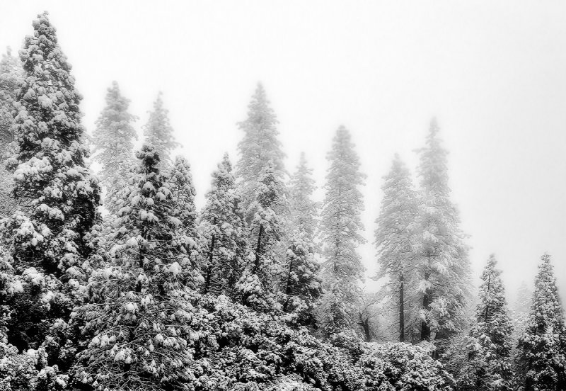 Sequoia National Forest