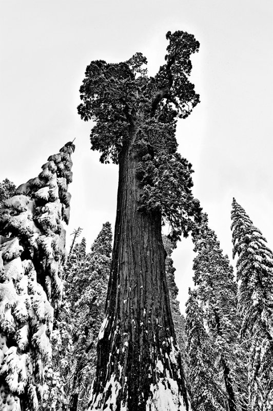 General Grant Tree