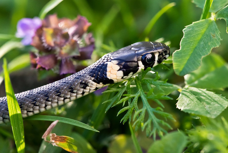 Young Grass Snake