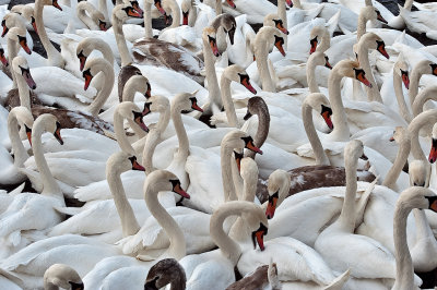 The Swans on Vistula River