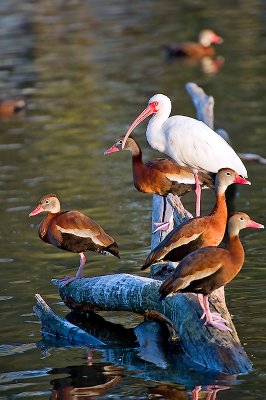 The Black-bellied Tree Ducks & White Ibis