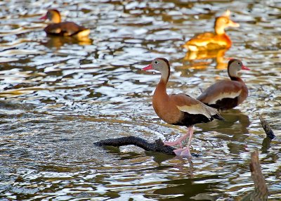 The Black-bellied Tree Ducks