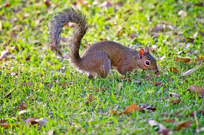 The American Red Squirrel