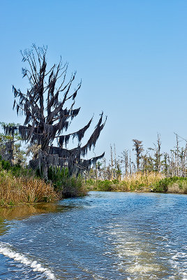 The Bayou LaBranche