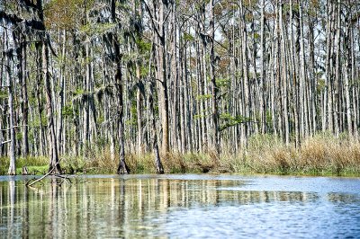 The Bayou LaBranche