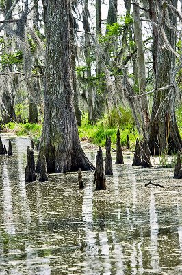 The Bayou LaBranche