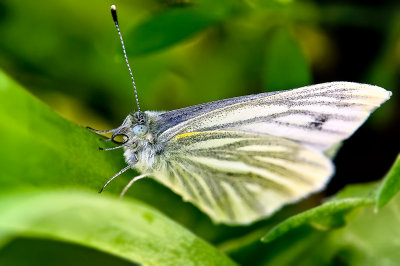 The Green-veined White