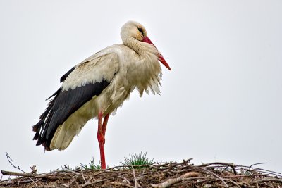 The White Stork