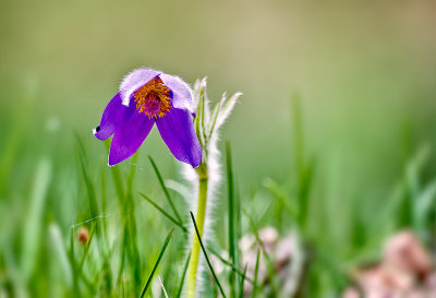 Pasque Fflower