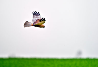 The Western Marsh-harrier