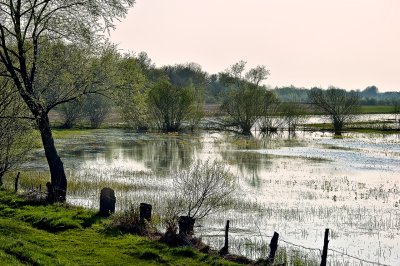 The Backwater of Narew River
