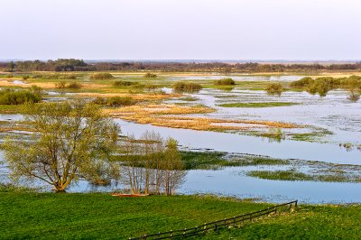 The Backwater of Biebrza River