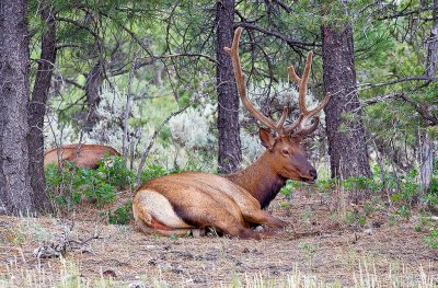 The Elk (Wapiti)