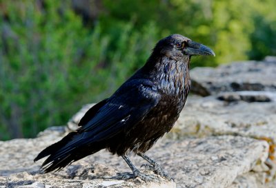 The Raven of Grand Canyon