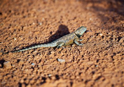 Lizard from the Monument Valley