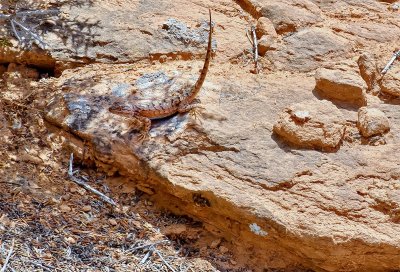 The Lizard from Tsegi Canyon