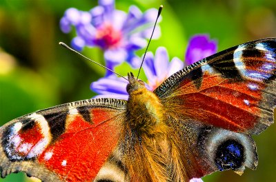 The European Peacock