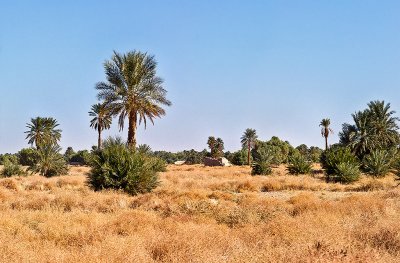 Tafilalt Oasis