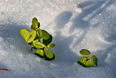 Lingonberry