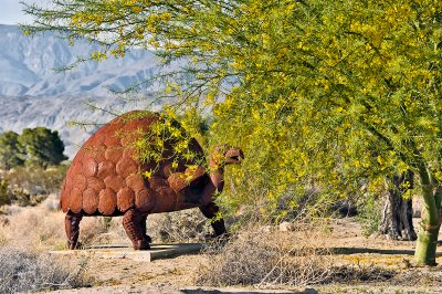 Anza Borrego Turtle