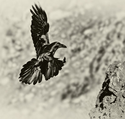 RAVEN OF  DEATH VALLEY