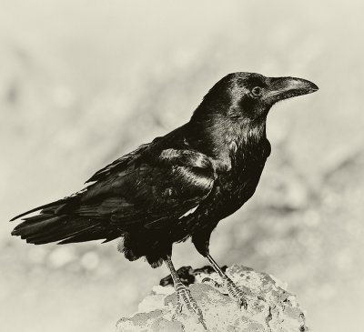 Raven from Death Valley