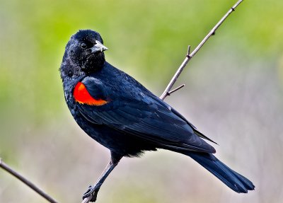 The Red-winged Blackbird